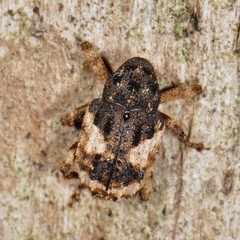 Cryptorhynchus fuscatus