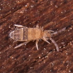 Entomobrya assuta