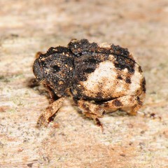 Cryptorhynchus fuscatus