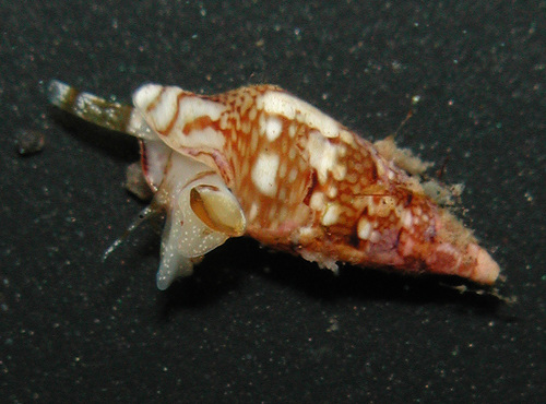 Mitrella loyaltyensis observed 2002-04-27