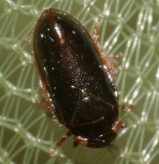 Tettigometra