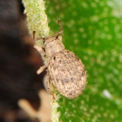 Myosides seriehispidus