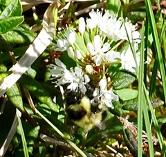 Bombus vagans bolsteri
