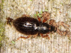 Barypeithes pellucidus