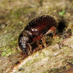 Barypeithes pellucidus