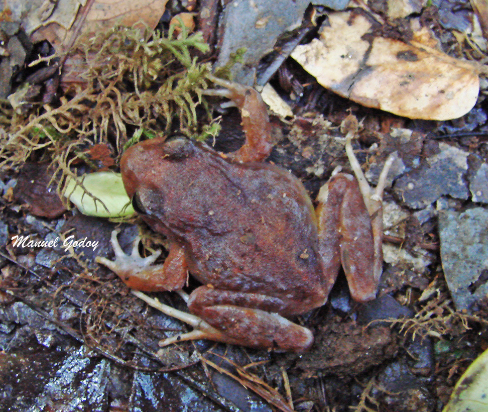 Eupsophus altor Nuñez, Rabanal & Formas, 2012