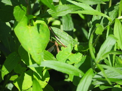 Empis tessellata