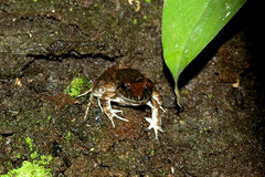 Leptodactylus wagneri