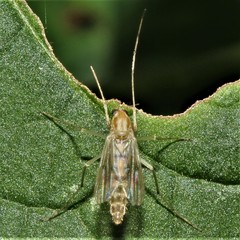 Chironomus decorus