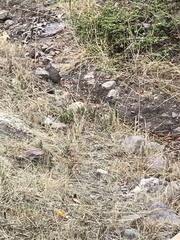 Otospermophilus beecheyi nesioticus