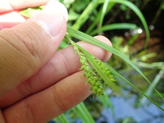 Carex scabrata