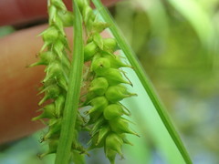 Carex scabrata