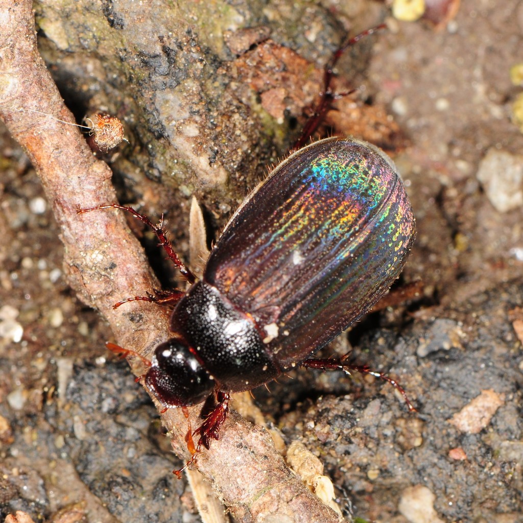 Harvest June Beetle
