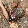 Harvest June Beetle - Photo (c) Jason M Crockwell, some rights reserved (CC BY-NC-ND), uploaded by Jason M Crockwell