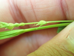 Carex scabrata