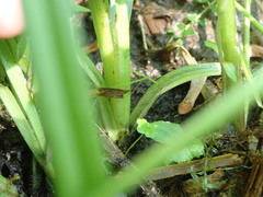 Carex scabrata