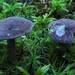 Entoloma violaceum - Photo (c) Claude Kaufholtz-Couture, alguns direitos reservados (CC BY-SA)