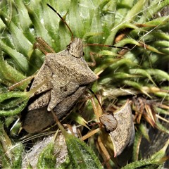 Euschistus variolarius