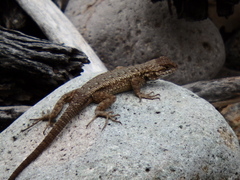 Sceloporus occidentalis becki