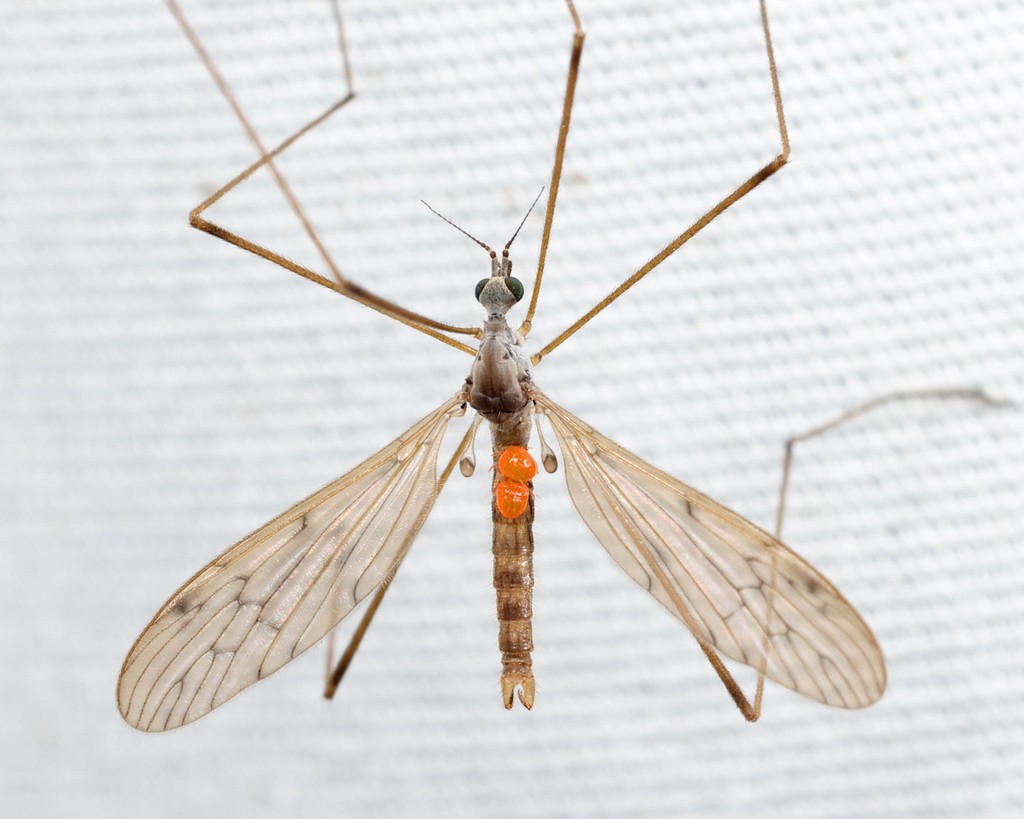Pseudolimnophila luteipennis