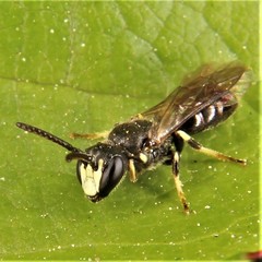 Hylaeus mesillae cressoni