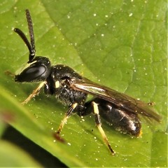 Hylaeus mesillae cressoni