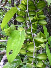 Dioscorea bartlettii