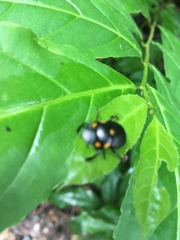 Canthon septemmaculatus