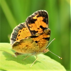 Phyciodes cocyta selenis