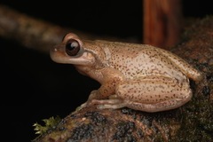 Lesser Bromeliad Treefrog photo 3