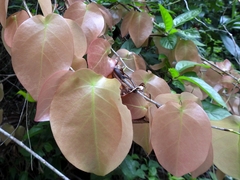 Coccoloba acapulcensis