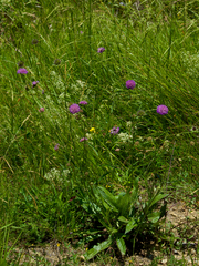Knautia collina