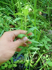 Lysimachia terrestris