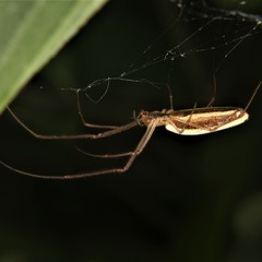 Tetragnatha straminea