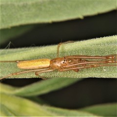 Tetragnatha straminea