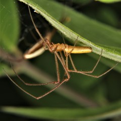 Tetragnatha straminea