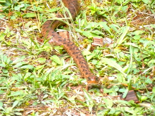 Sumichrast's Garter Snake