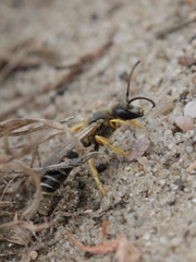 Halictus sexcinctus