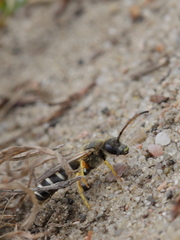 Halictus sexcinctus
