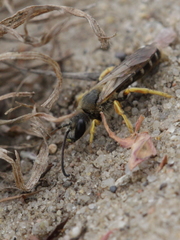 Halictus sexcinctus