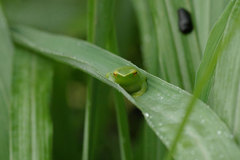 Sphaenorhynchus lacteus