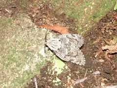 Prionoxystus robiniae