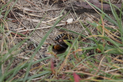 Halictus sexcinctus