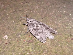 Prionoxystus robiniae