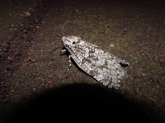 Prionoxystus robiniae