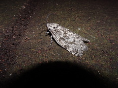 Prionoxystus robiniae