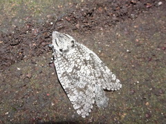 Prionoxystus robiniae