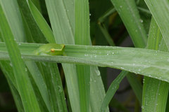 Sphaenorhynchus lacteus