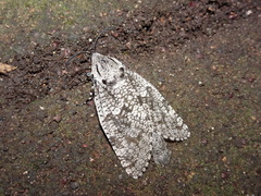 Prionoxystus robiniae