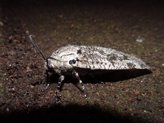 Prionoxystus robiniae